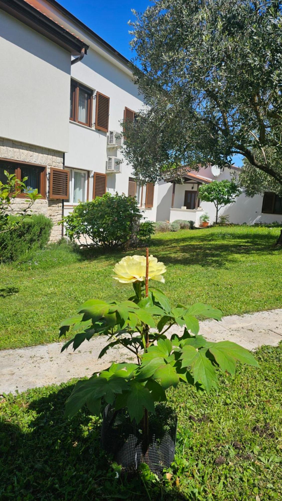Apartments Dina Pula Buitenkant foto